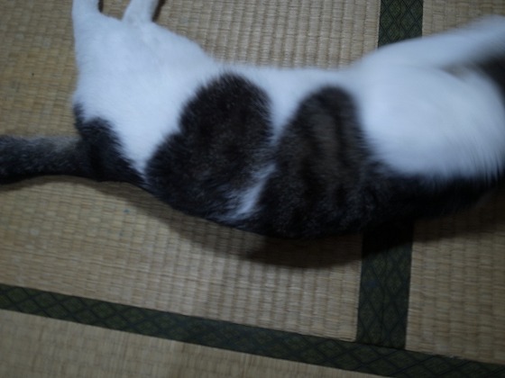 f:id:araihama:20180608115634j:plain