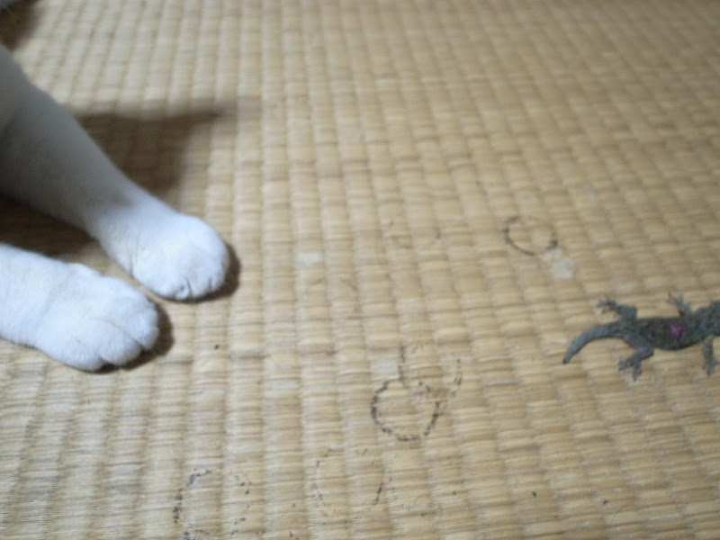 f:id:araihama:20180831230656j:plain