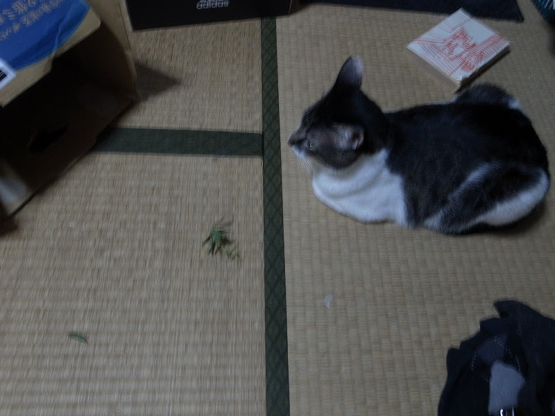 f:id:araihama:20180831230717j:plain
