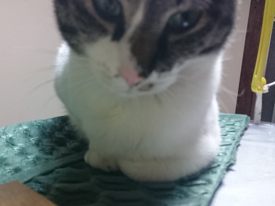 f:id:araihama:20181220193621j:plain
