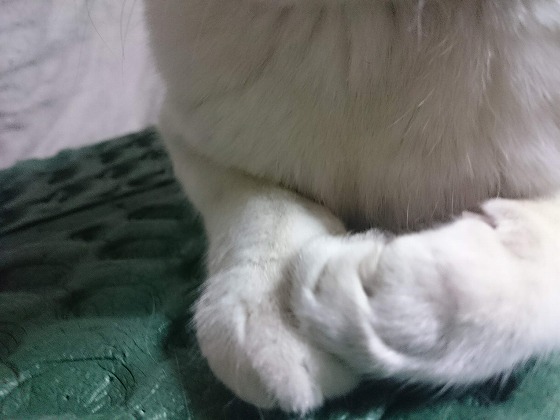 f:id:araihama:20190316202017j:plain