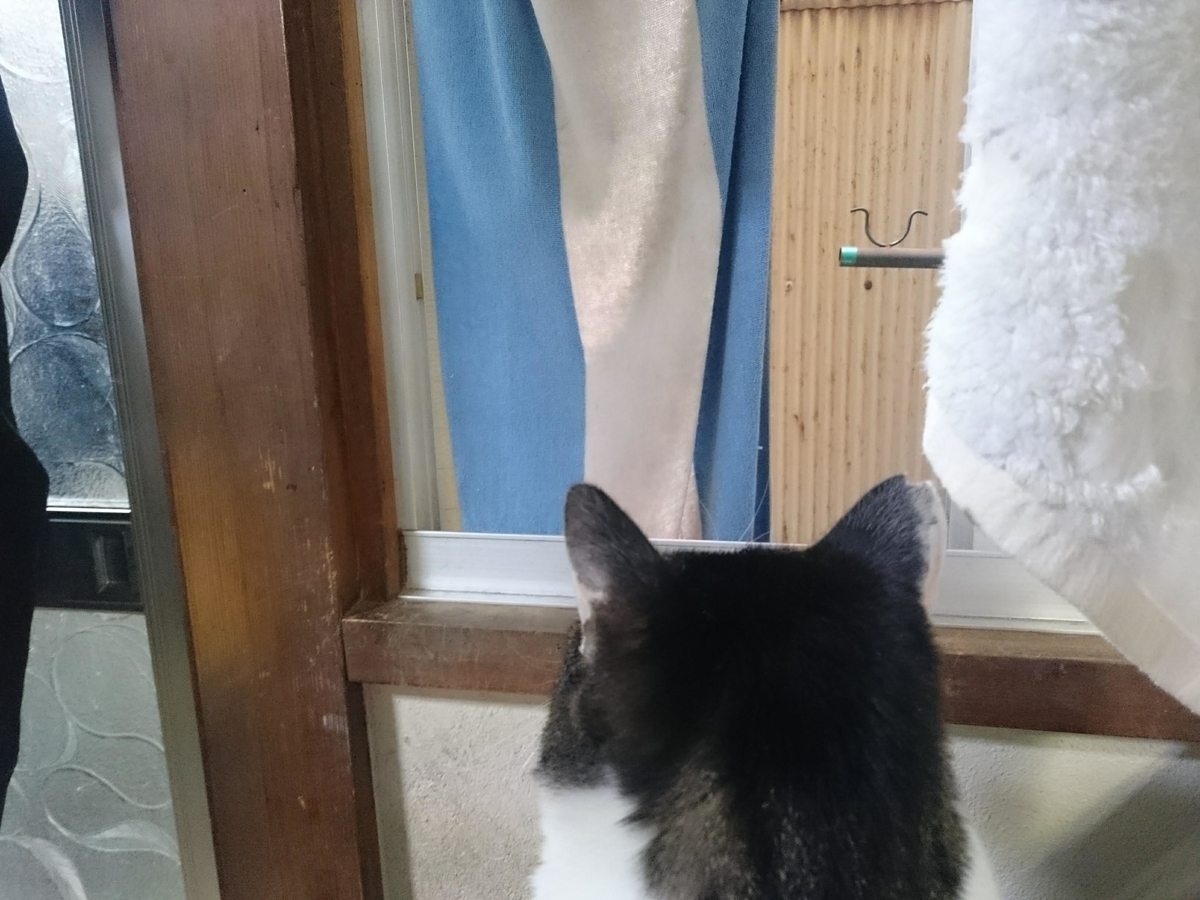 f:id:araihama:20190409193525j:plain