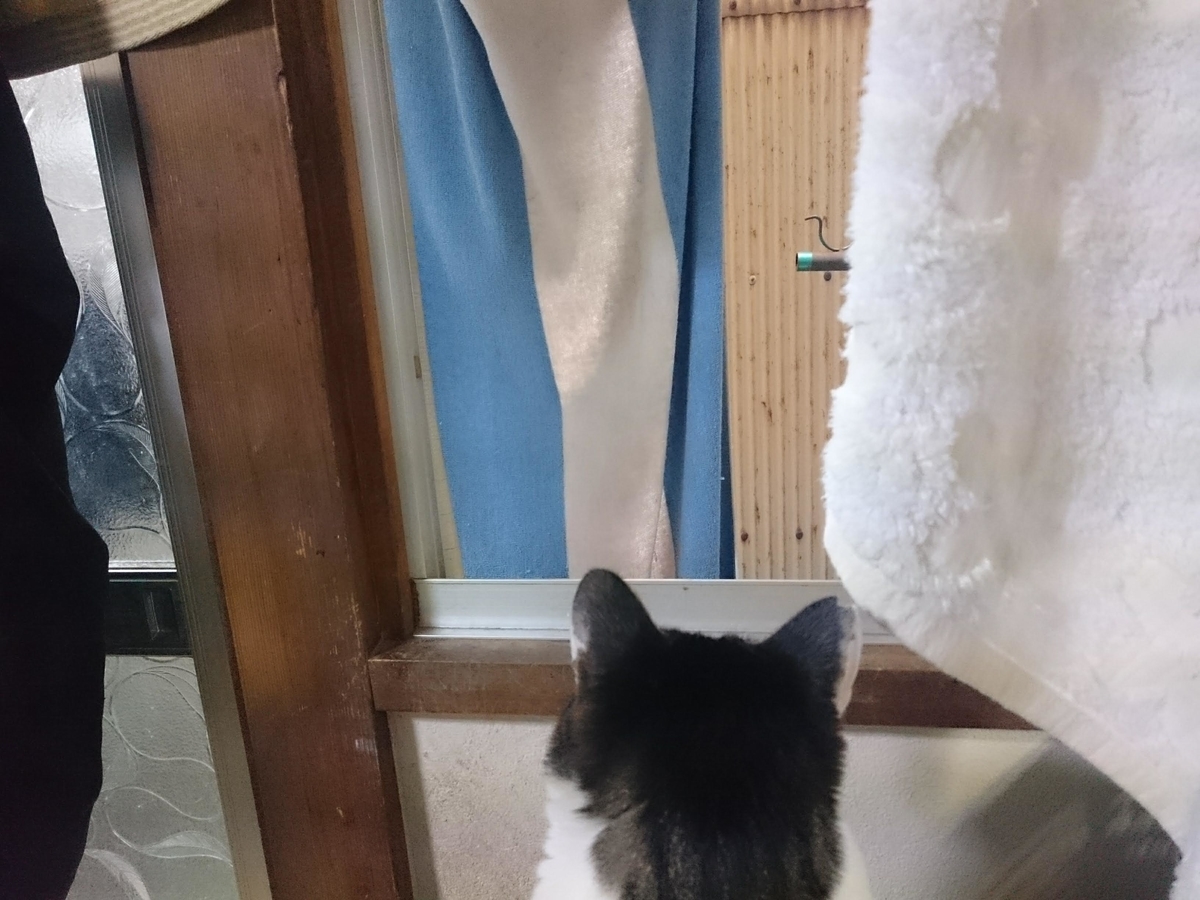 f:id:araihama:20190409193536j:plain