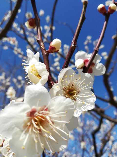 f:id:arakabu-kamenote:20200224212517j:plain f:id:arakabu-kamenote:20200224212517j:plain