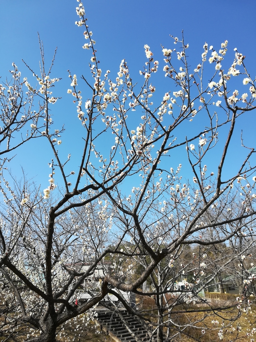 f:id:arakabu-kamenote:20200225144443j:plain f:id:arakabu-kamenote:20200225144443j:plain