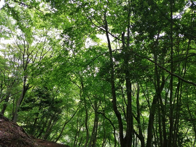 f:id:arakabu625:20190520192453j:image