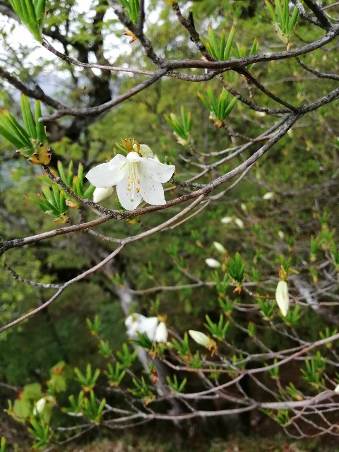 f:id:arakabu625:20190522071838j:image