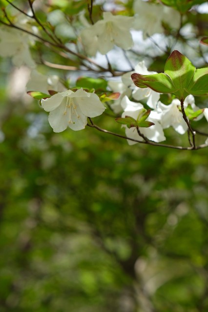 f:id:arakabu625:20190522074858j:image