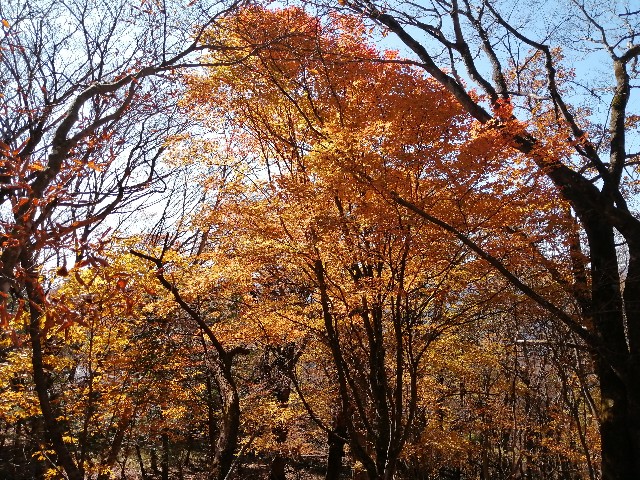 f:id:arakabu625:20201106205359j:image