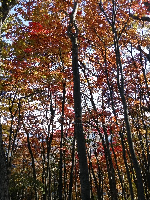 f:id:arakabu625:20201107001517j:image