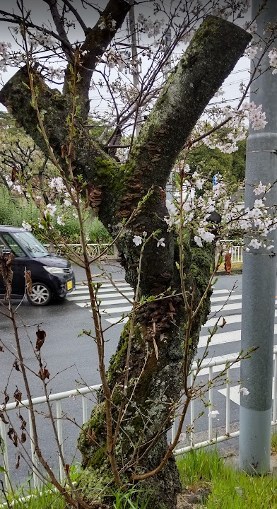 毎日のように目にしていた桜の幹の捻じれに、いまさら気づく - BOKUの
