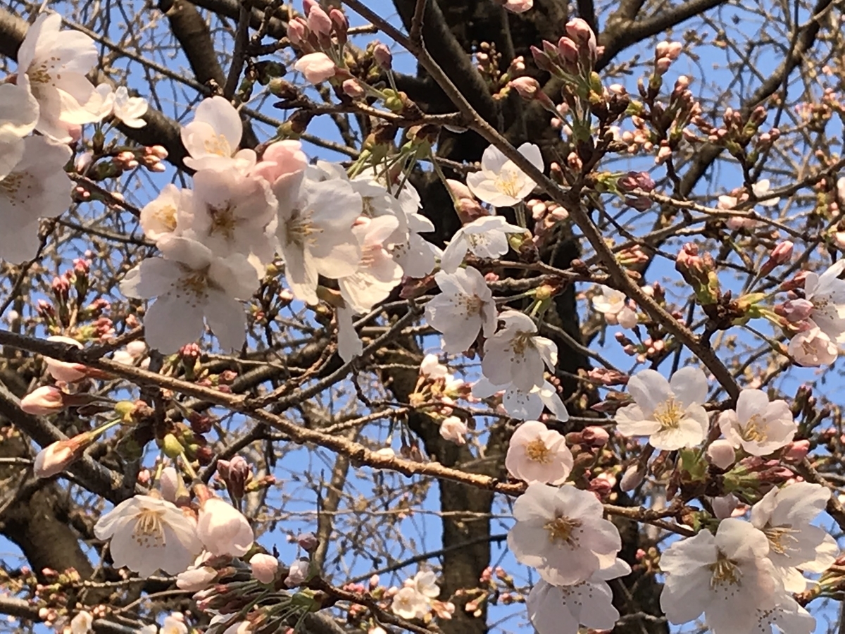 f:id:arakannkoala:20190328113755j:plain f:id:arakannkoala:20190328113755j:plain