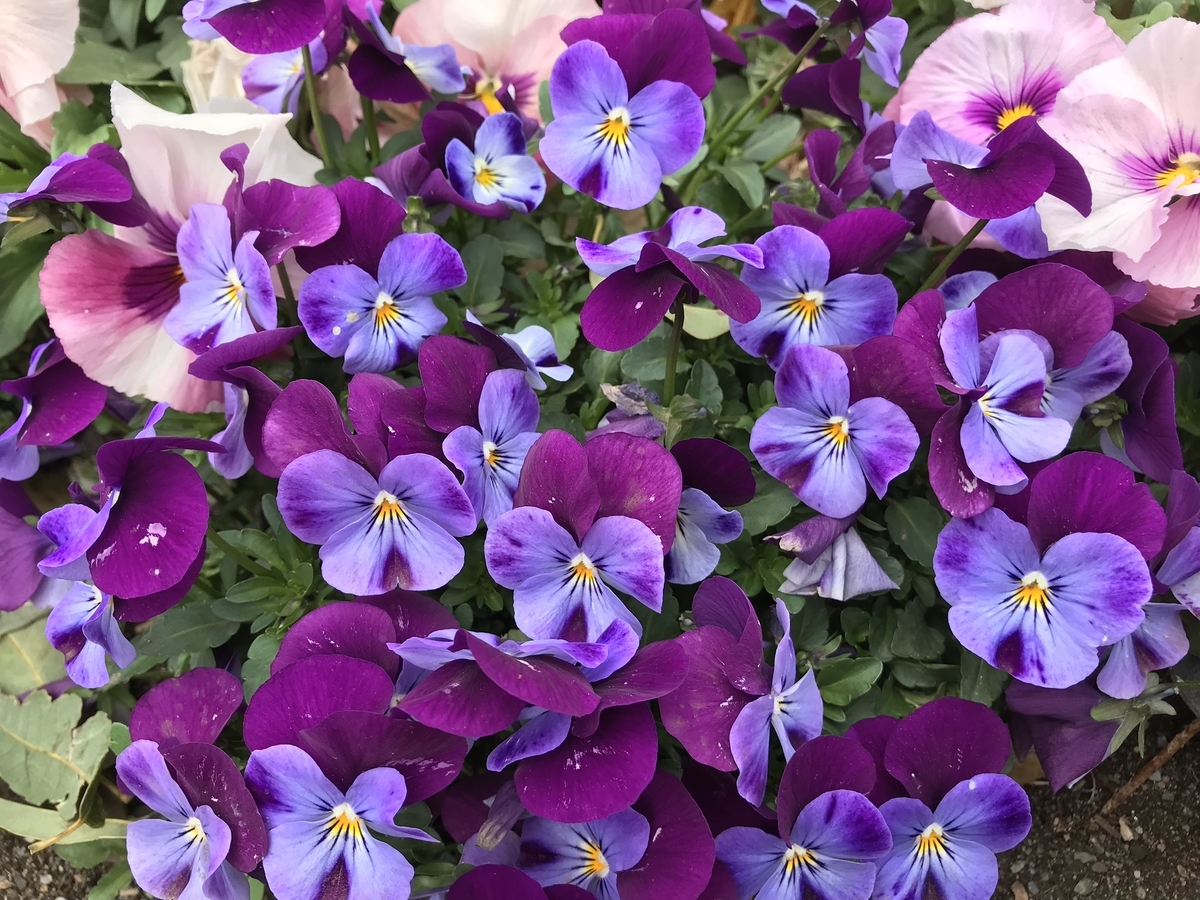 f:id:arakannkoala:20190412153325j:plain f:id:arakannkoala:20190412153325j:plain