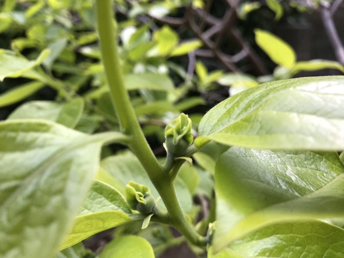 f:id:arakannkoala:20190420212206j:plain