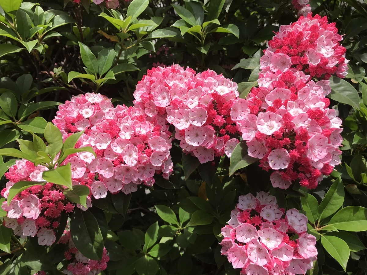 f:id:arakannkoala:20190527142631j:plain f:id:arakannkoala:20190527142631j:plain