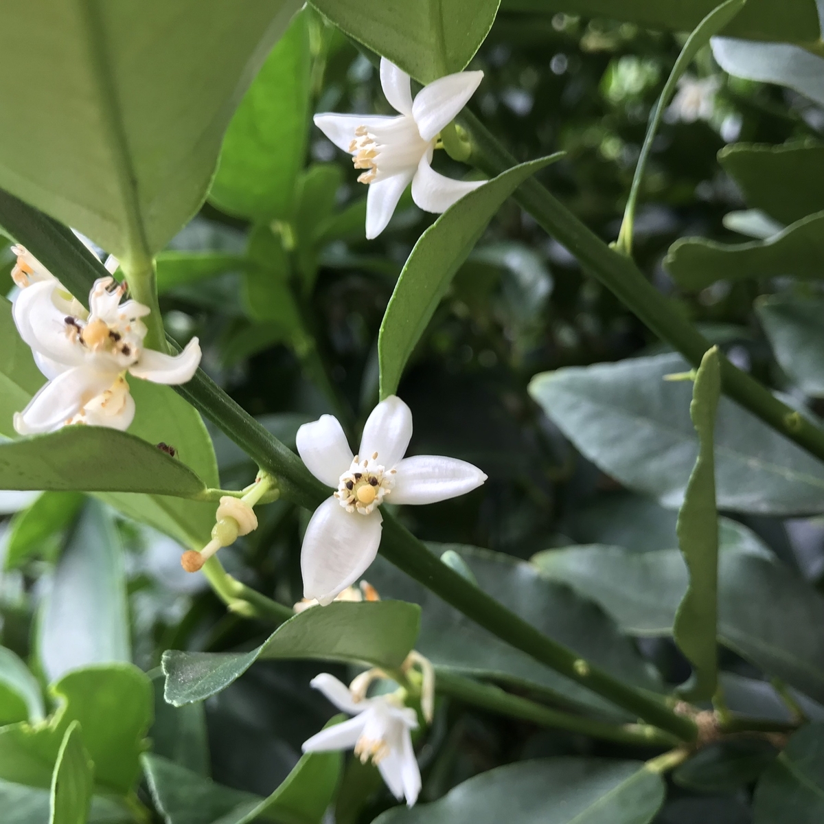 f:id:arakannkoala:20190718110312j:plain f:id:arakannkoala:20190718110312j:plain