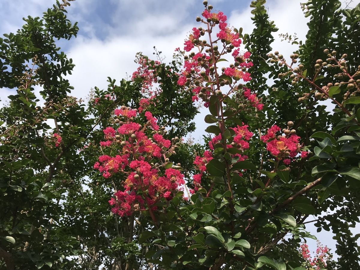 f:id:arakannkoala:20190726154609j:plain f:id:arakannkoala:20190726154609j:plain