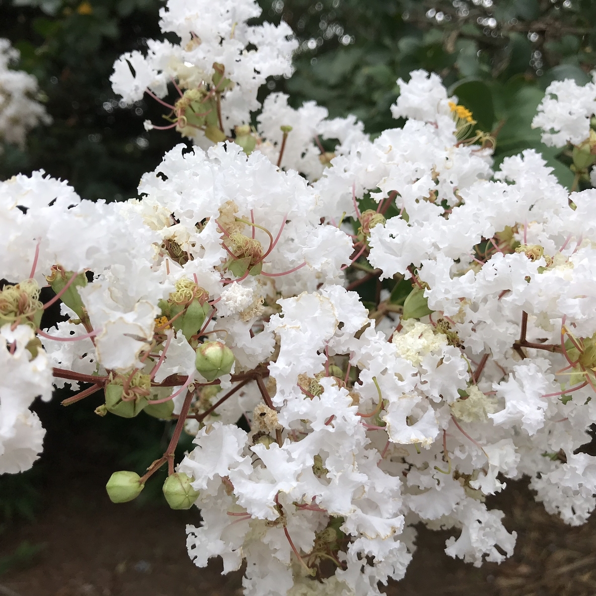 f:id:arakannkoala:20190830112626j:plain f:id:arakannkoala:20190830112626j:plain