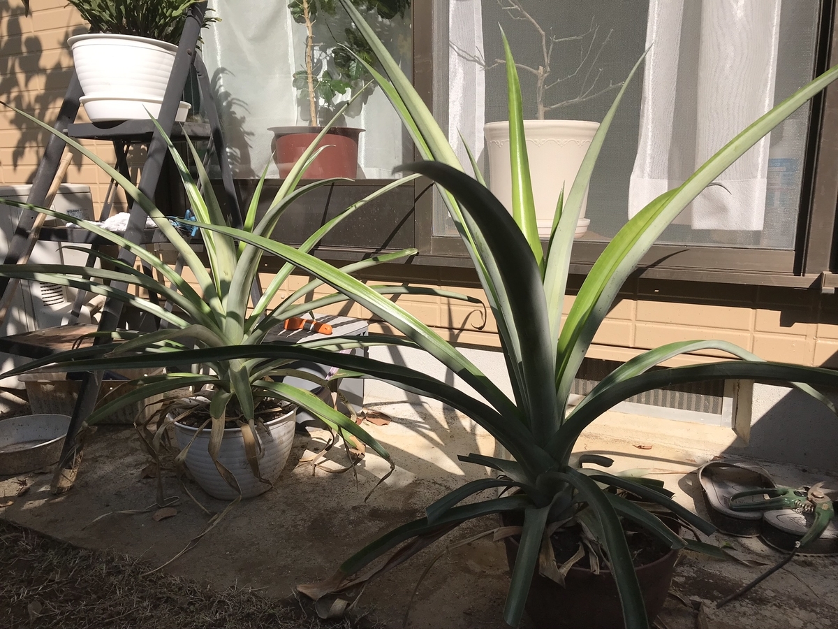 f:id:arakannkoala:20191101114924j:plain