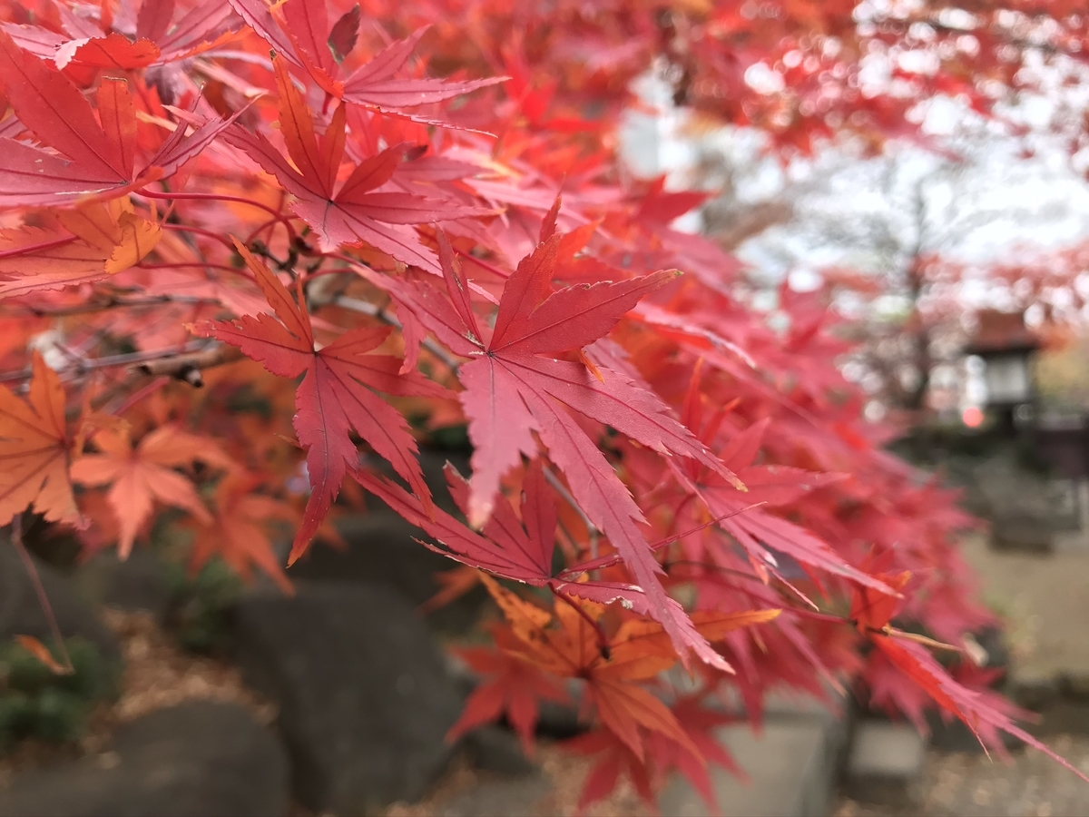 f:id:arakannkoala:20191214114231j:plain f:id:arakannkoala:20191214114231j:plain