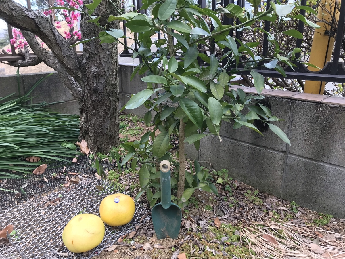 f:id:arakannkoala:20200324154111j:plain