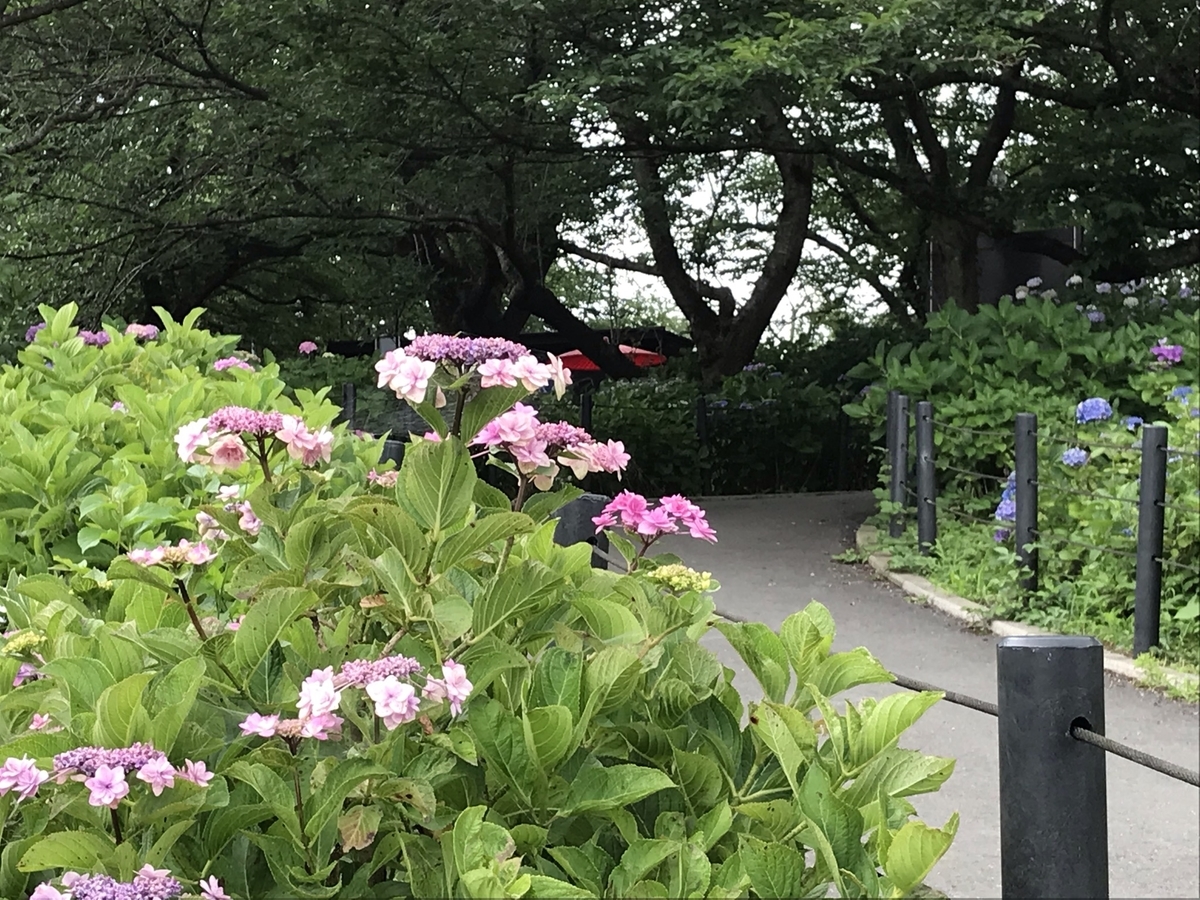 f:id:arakannkoala:20210624150244j:plain