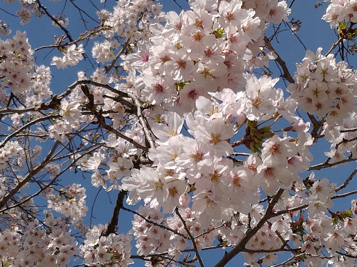 f:id:arakannkoala:20220405161337j:plain