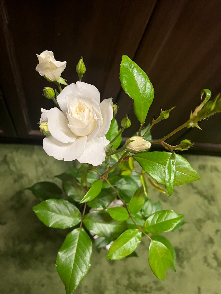 f:id:arakannurse:20240508212848j:image