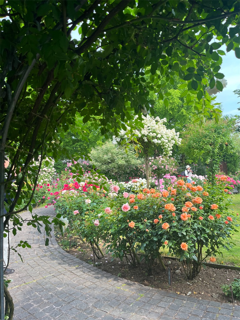 f:id:arakannurse:20240527231447j:image