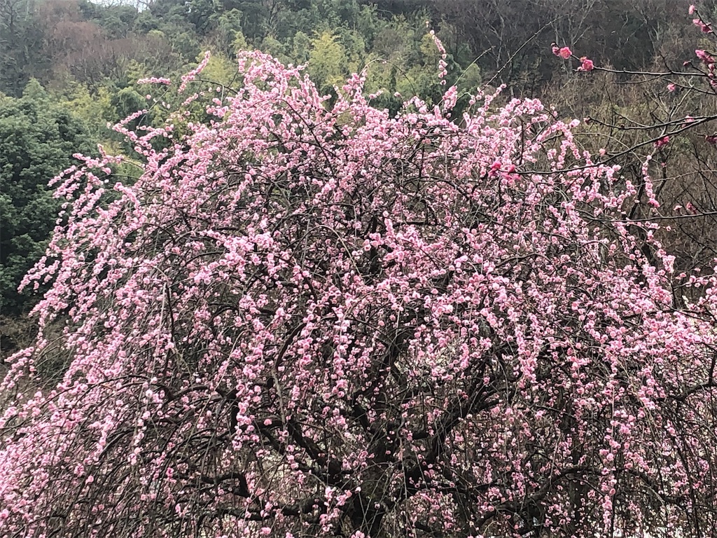 f:id:arakantan:20190219185511j:image f:id:arakantan:20190219185511j:image