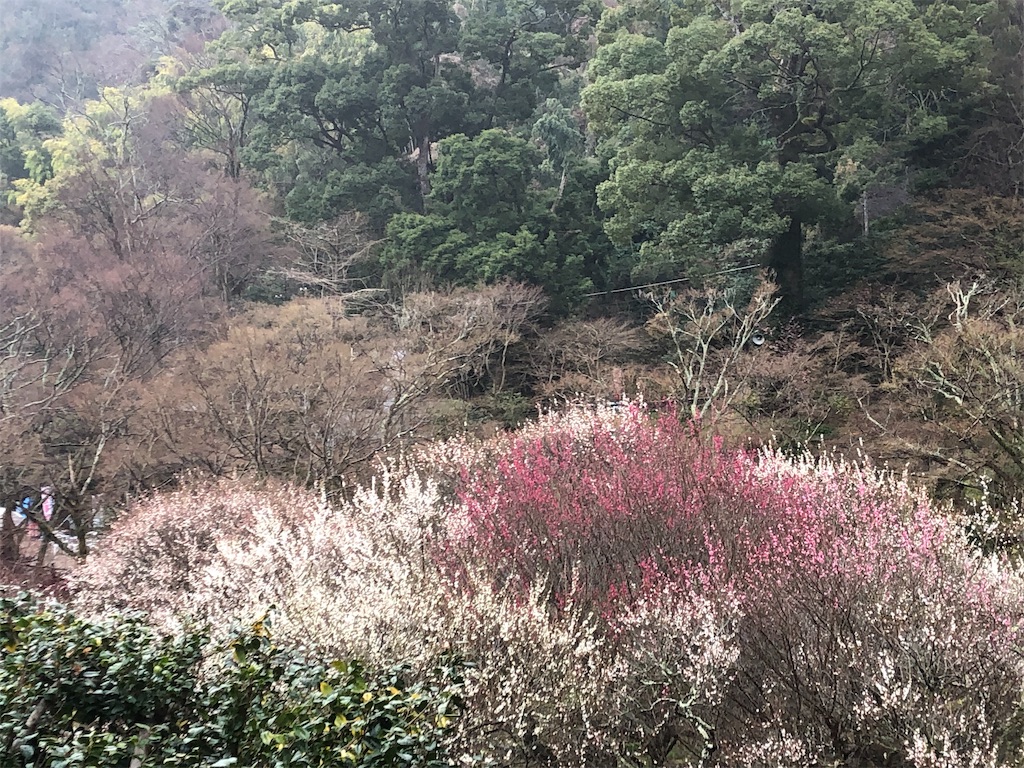 f:id:arakantan:20190219185718j:image f:id:arakantan:20190219185718j:image