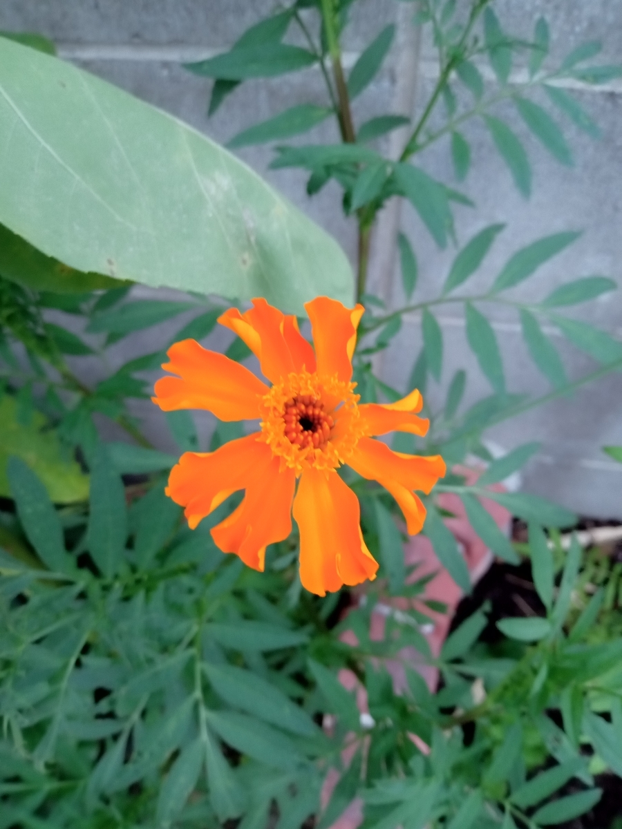 夏の花とインゲン あらかるたの雑記帳