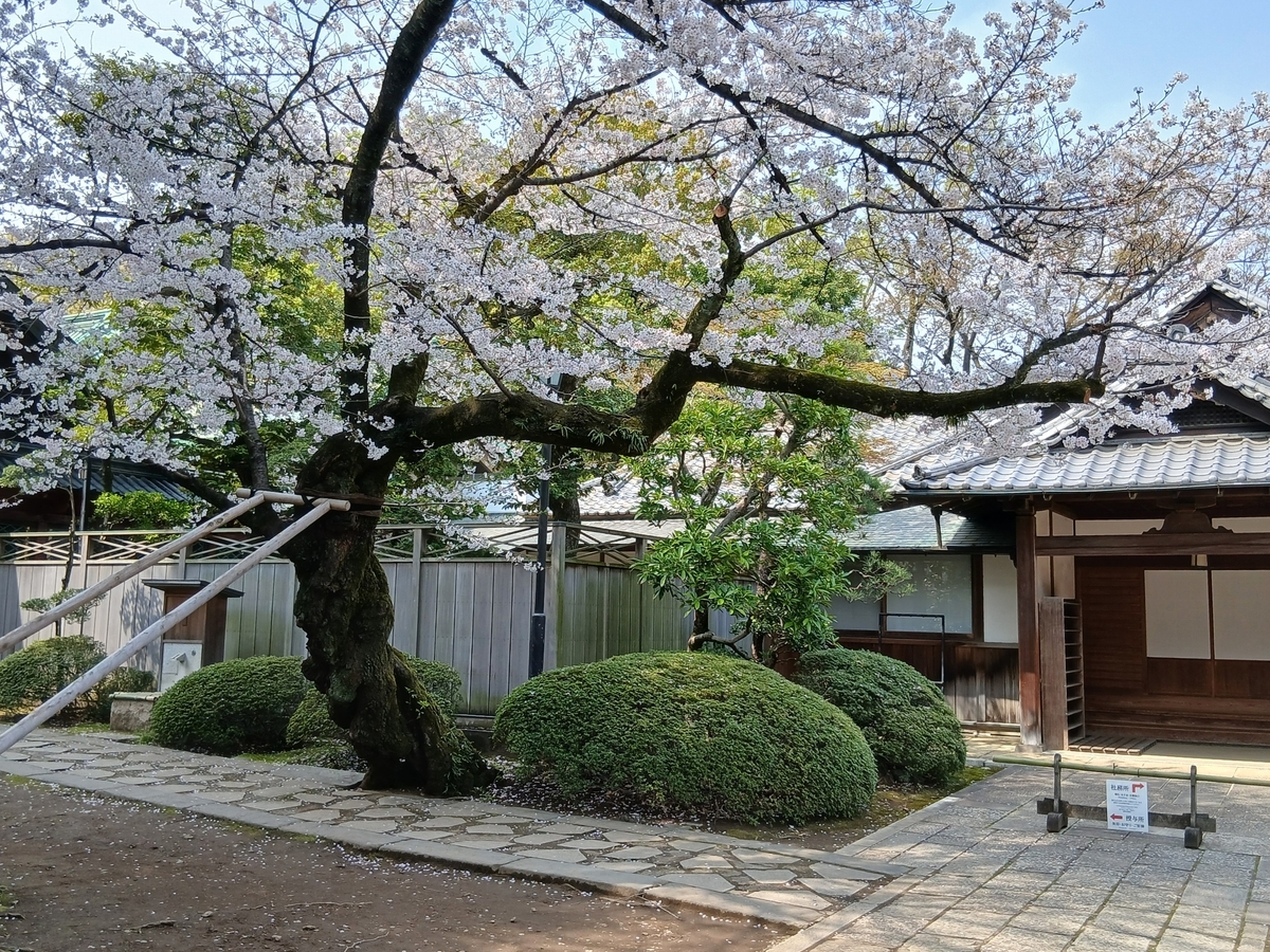 根津神社の桜 - 荒川三歩