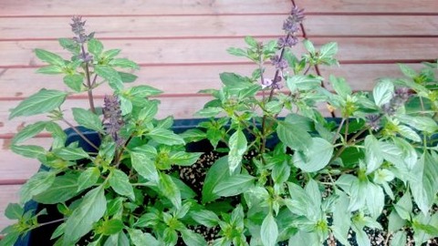 tulsi