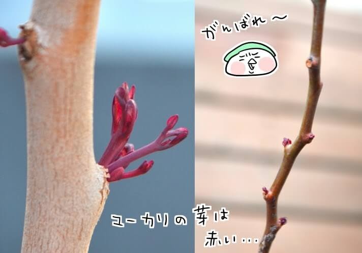 f:id:arakawalove:20200720235525j:plain