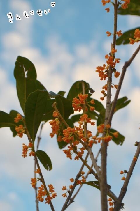 f:id:arakawalove:20210326010237j:plain