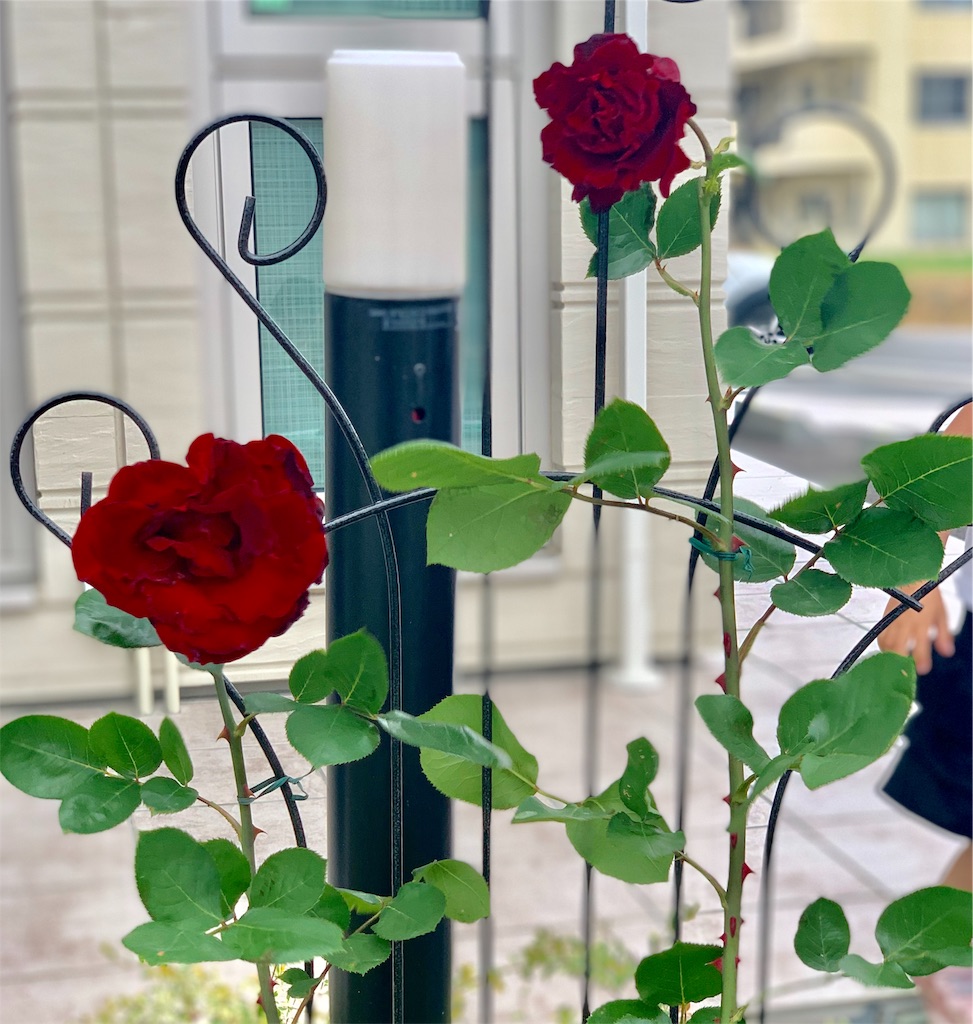 f:id:arakawanaika:20190527214831j:image