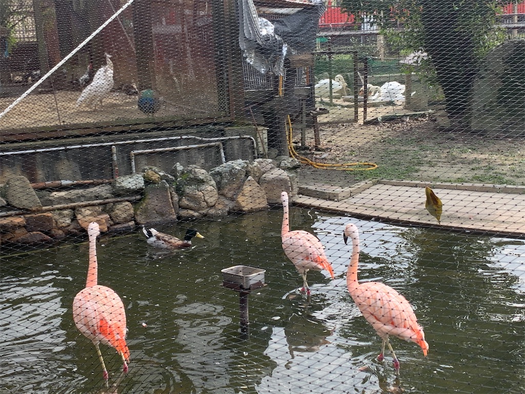 f:id:arakawanaika:20191110102609j:image