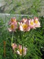 20090719161712