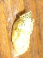 20090719162342