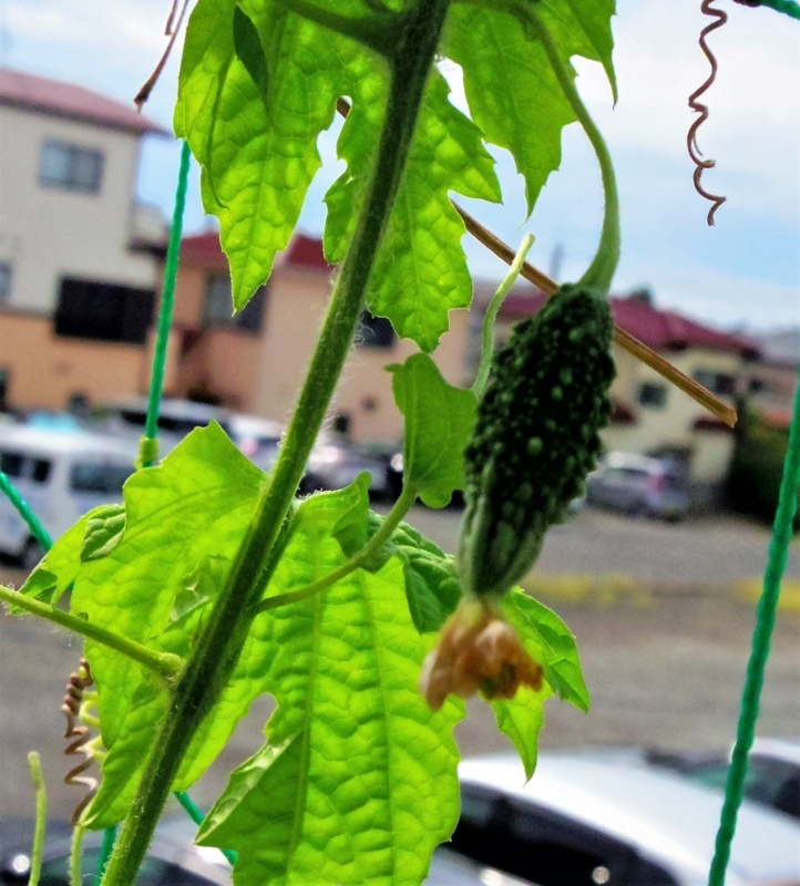 f:id:aramasachan:20170717083652j:plain
