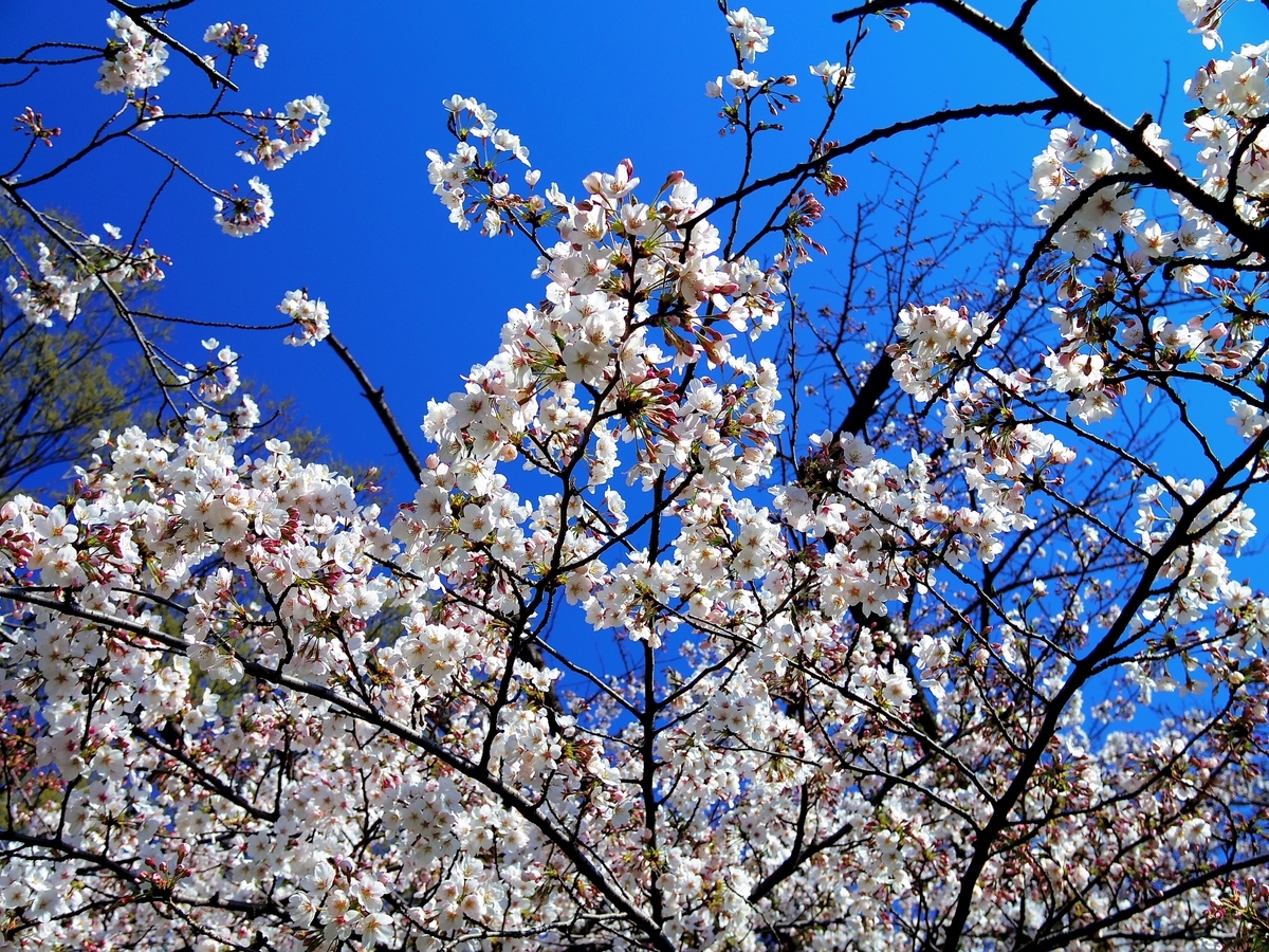 f:id:aramasachan:20190406110033j:plain