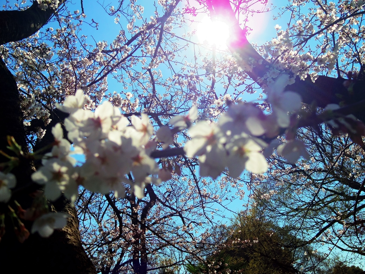 f:id:aramasachan:20190406110034j:plain