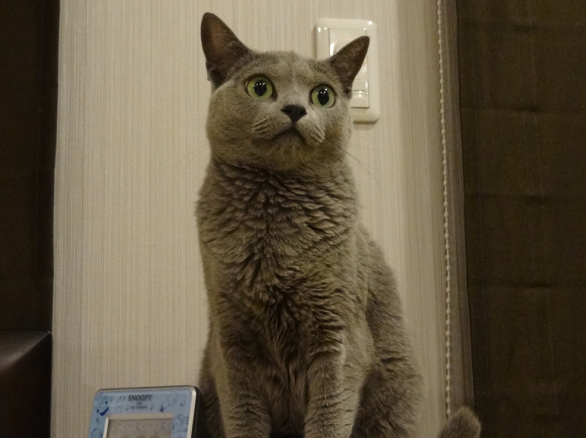 f:id:aranciarossa:20220110232852j:plain
