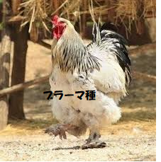 f:id:arandaiya:20180221113644p:plain f:id:arandaiya:20180221113644p:plain