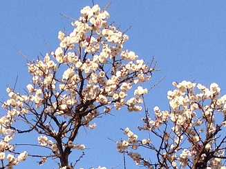 f:id:arara0225:20150317165333j:image