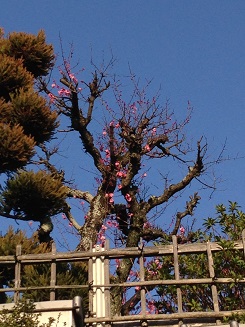 f:id:arara0225:20150317165504j:image