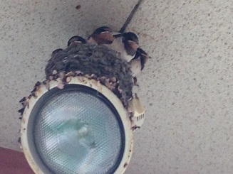 f:id:arara0225:20150605102157j:image