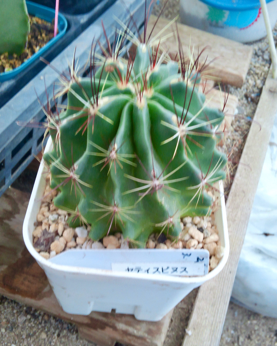 今月最後の多肉植物とサボテンの水やりです - あられの日記