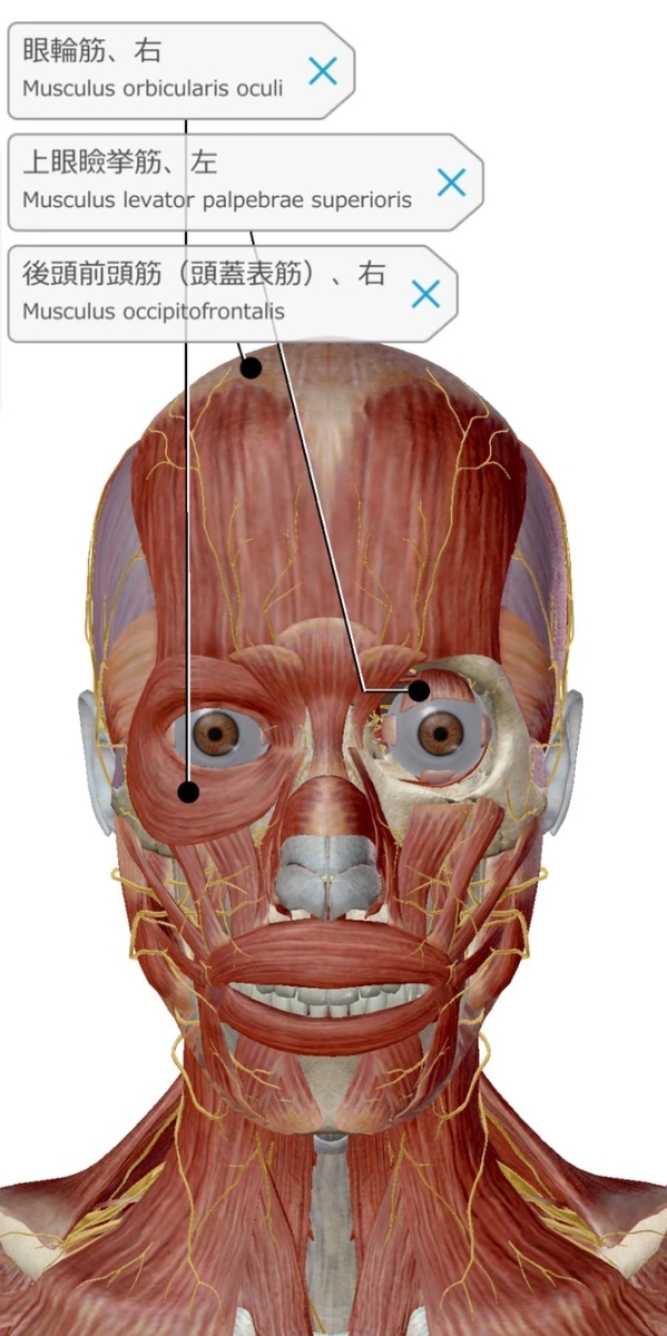 f:id:ararepyon:20191123134725j:plain f:id:ararepyon:20191123134725j:plain